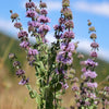 200 PENNYROYAL Mint Mentha Pulegium Herb Purple Flower Seeds
