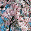 10 WEEPING HIGAN CHERRY Tree Japanese Prunus Subhirtella Pendula Pink Flower Seeds