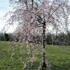 10 WEEPING HIGAN CHERRY Tree Japanese Prunus Subhirtella Pendula Pink Flower Seeds