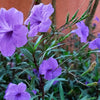 100 Blue Purple FRINGELEAF PETUNIA Wild Ruellia Humilis Perennial Native Flower Seeds