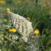 200 WHITE MIGNONETTE Reseda Alba Very FRAGRANT Flower Seeds