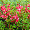 Impatiens Seeds – (Balsam / Lady Slipper / Touch Me Not) Impatiens Balsamina Flower – photo 5
