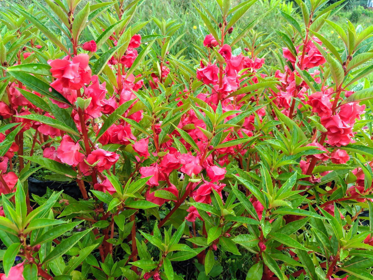 Impatiens Seeds – (Balsam / Lady Slipper / Touch Me Not) Impatiens Balsamina Flower – photo 5