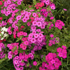 100 BRILLIANT PHLOX Drummondii Two Tone Pink Flower Seeds