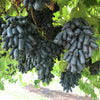 5 BLACK FINGER GRAPE Vitis Viniferia Fruit Vine Seeds