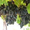 5 BLACK FINGER GRAPE Vitis Viniferia Fruit Vine Seeds