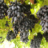 5 BLACK FINGER GRAPE Vitis Viniferia Fruit Vine Seeds