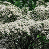 5 Flowering WHITE KOUSA DOGWOOD Cornus Kousa Tree Seeds