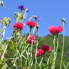 750 Red BACHELOR'S BUTTON / CORNFLOWER Centaurea Cyanus Flower Seeds