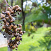 25 JAPANESE RAISIN TREE Edible Fruit Oriental Honey Flowers Hovenia Dulcis Seeds