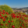 100 RED TURKISH POPPY Heirloom Papaver Somniferum Flower Seeds
