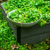 100 MINER'S LETTUCE Winter Purslane Spinach Claytonia Perfoliata Vegetable Seeds