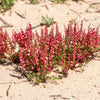 Sheep Sorrel Seeds – Rumex Acetosella Red Field Sorrel Sour Weed Herb Flower – photo 4