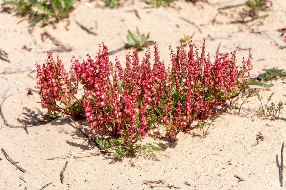 Sheep Sorrel Seeds – Rumex Acetosella Red Field Sorrel Sour Weed Herb Flower – photo 4