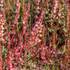 Sheep Sorrel Seeds – Rumex Acetosella Red Field Sorrel Sour Weed Herb Flower – photo 5