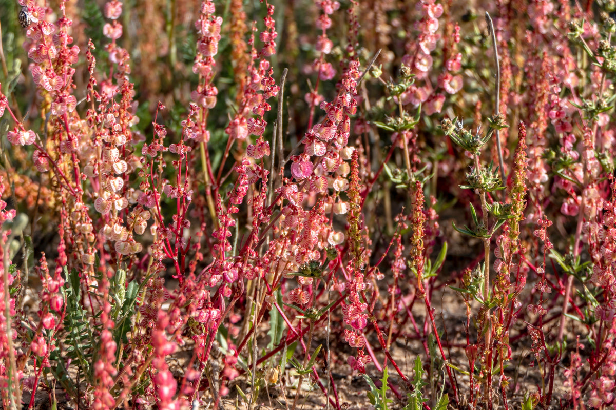 Sheep Sorrel Seeds – Rumex Acetosella Red Field Sorrel Sour Weed Herb Flower – photo 5