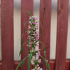 100 Pink CHINESE MOTHERWORT Leonurus Japonicus Siberian Honey Herb Flower Seeds