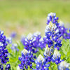 150 TEXAS BLUEBONNET LUPINE Lupinus Texensis Flower Seeds