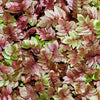 250 VALERIAN (Garden Heliotrope / Heal All) Valeriana Officinalis Herb Flower Seeds