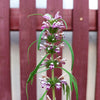 100 Pink CHINESE MOTHERWORT Leonurus Japonicus Siberian Honey Herb Flower Seeds