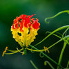 10 RED GLORIOSA LILY Flame Lily Gloriosa Superba Red & Yellow Flower Vine Seeds