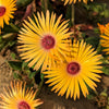 100 Gelato YELLOW ICE PLANT Mesembryanthemum Daisy Livingstone Succulent Flower Seeds