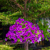 Mixed Laura Bush Petunia Seeds – Violacea Integrifolia Pink Purple Trumpet Flower – photo 8