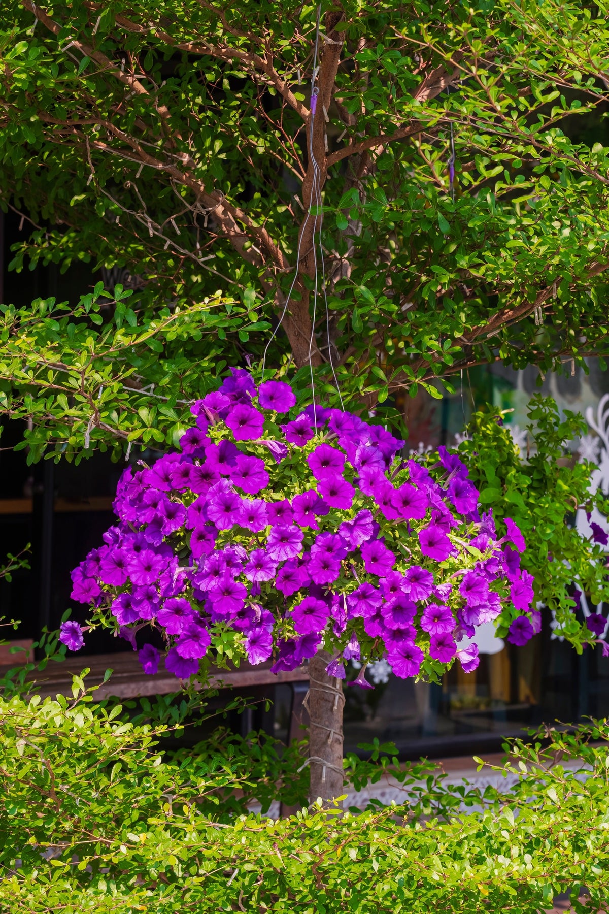 Mixed Laura Bush Petunia Seeds – Violacea Integrifolia Pink Purple Trumpet Flower – photo 8