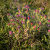 25 ROSE VIPER'S BUGLOSS Pink Echium Plantagineum Rose Bedder Flower Seeds