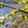 10 SPICEBUSH Wild Allspice Lindera Benzoin Northern Spice Bush Red Berry Yellow Flower Seeds