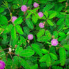 100 MIMOSA Pudica / SENSITIVE PLANT / Touch Me Not Flower Seeds