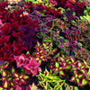Mixed Colors Coleus Rainbow Mix Seeds – Shade Houseplant Solenostemon Flower