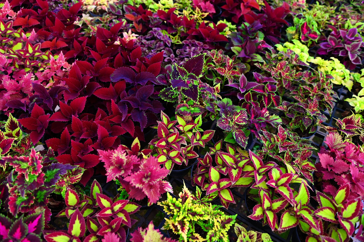 Mixed Colors Coleus Rainbow Mix Seeds – Shade Houseplant Solenostemon Flower