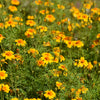 300 MEXICAN Mint MARIGOLD Spanish Tarragon Tagetes Lucida Flower Herb Seeds