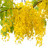 15 GOLDEN SHOWER TREE Gold Rush Yellow Cassia Fistula Flower Seeds