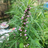 100 Pink CHINESE MOTHERWORT Leonurus Japonicus Siberian Honey Herb Flower Seeds