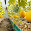 25 KOLKHOZNITSA MELON Collective Farm Woman Cucumis Melo Russian Fruit Seeds