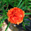 100 Orange PORTULACA MOSS ROSE Portulaca Grandiflora Succulent Flower Seeds