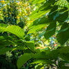 5 PAW PAW Fruit TREE Indian Banana Asimina Triloba Flower Seeds