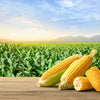 100 IOCHIEF Yellow SWEET CORN Aas Winner Zea Mays Vegetable Seeds