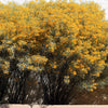 50 Yellow FEATHERY Silver CASSIA Green Senna Artemisioides Seeds