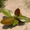 50 BANYAN / BANYAN FIG TREE East Indian Ficus Benghalensis Aerial Root Houseplant Seeds