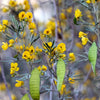 50 Yellow FEATHERY Silver CASSIA Green Senna Artemisioides Seeds