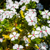 100 BRIGHT EYES PERIWINKLE Vinca Rosea Dwarf White & Pink Flower Seeds
