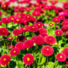 100 RED ENGLISH DAISY Bellis Perennis Double Flower Seeds