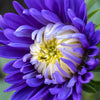 50 Mixed Colors INDIAN CHRYSANTHEMUM Indicum Hardy Mum Double Red Yellow Pink Orange Purple Bicolor Flower Seeds