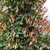 Firecracker Vine Seeds – Flower Mina Lobata Exotic Love Spanish Flag Ipomoea – photo 11