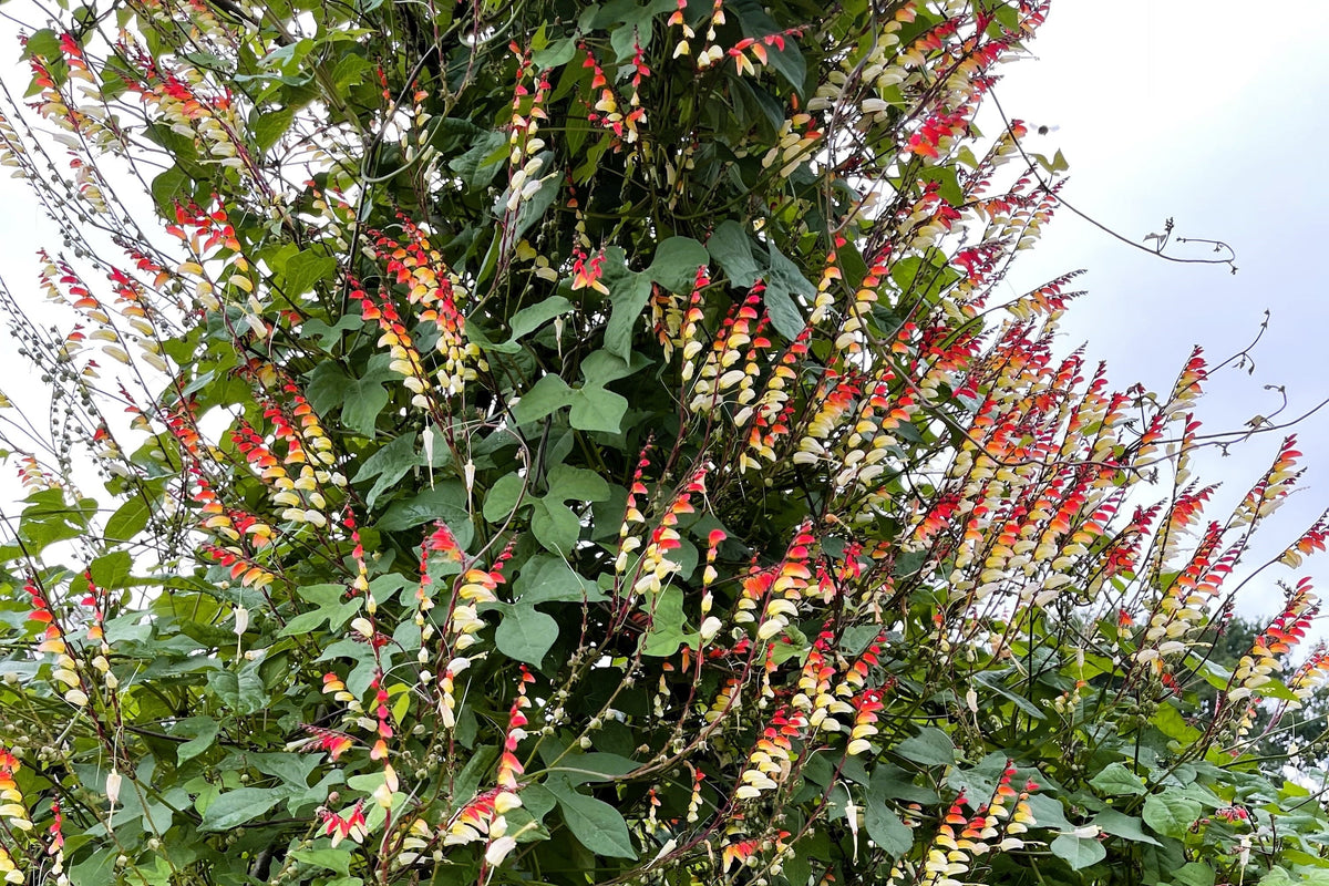 Firecracker Vine Seeds – Flower Mina Lobata Exotic Love Spanish Flag Ipomoea – photo 11