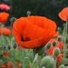 100 PRINCE of ORANGE POPPY Oriental Poppy Papaver Orientale Perennial Flower Seeds