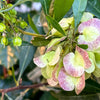40 Mixed Colors FLORIDA HOPBUSH Dodonaea Viscosa Hawaiian Hopseed Flower Shrub Seeds